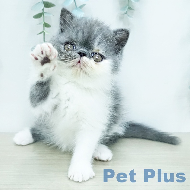 エキゾチックの写真2