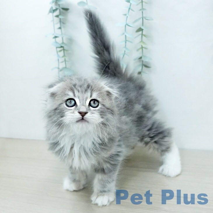 スコティッシュフォールドの写真2