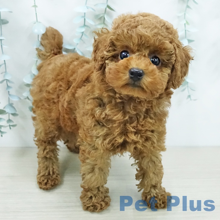 トイ・プードル