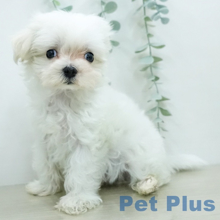 マルチーズの写真2