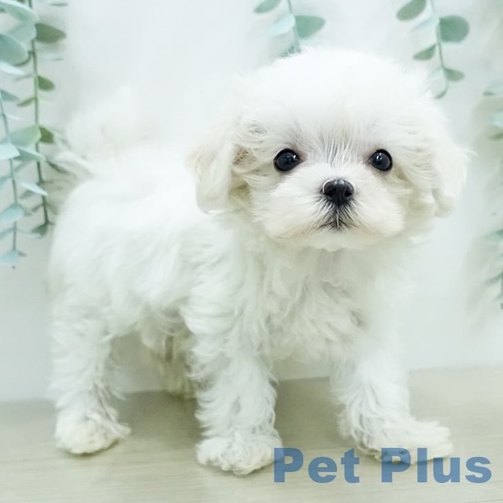 マルチーズの写真2