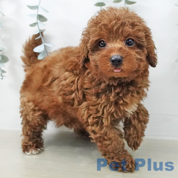 トイ・プードルの写真2