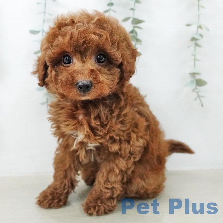 トイ・プードルの写真2