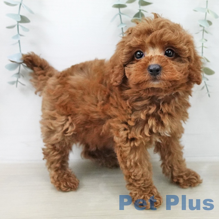 トイ・プードル