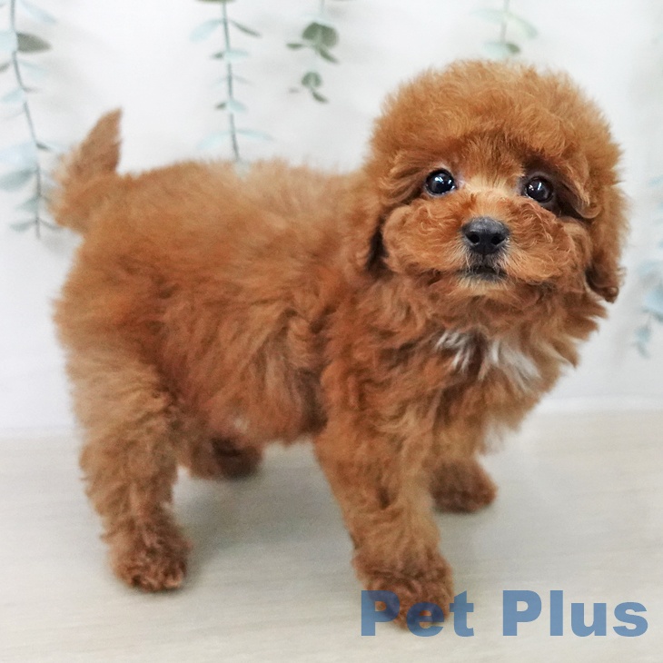 トイ・プードルの写真2