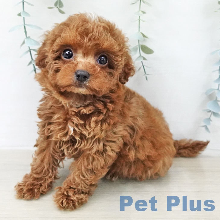 トイ・プードル