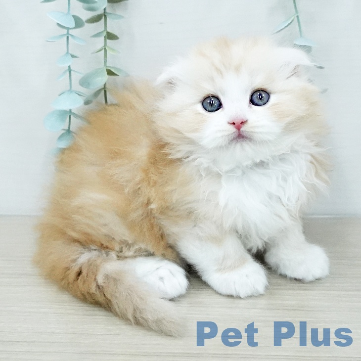 スコティッシュフォールド