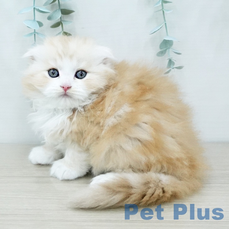 スコティッシュフォールドの写真2