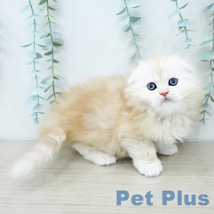 スコティッシュフォールド