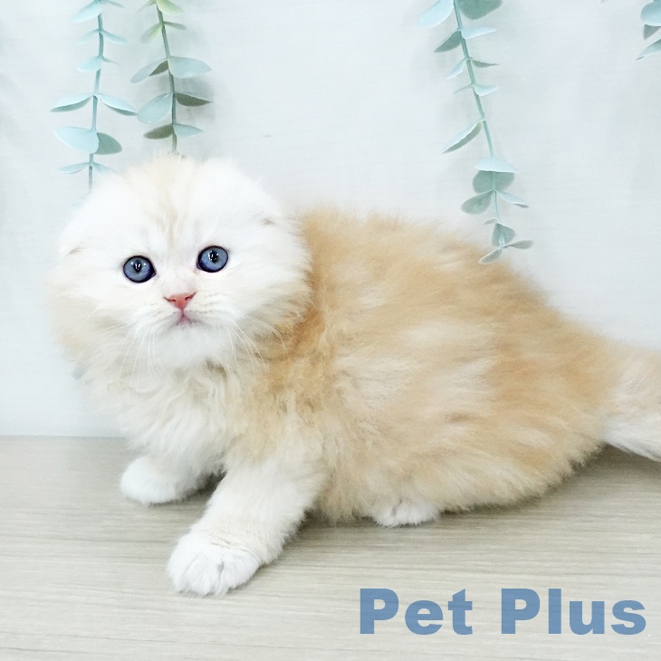 スコティッシュフォールドの写真2