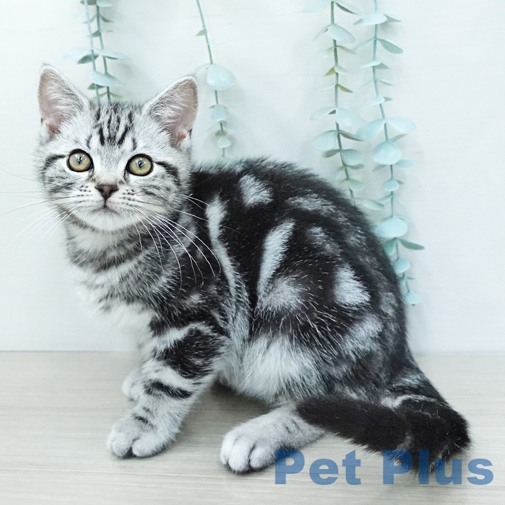 アメリカンショートヘア