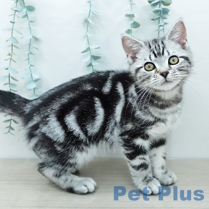 アメリカンショートヘアの写真2