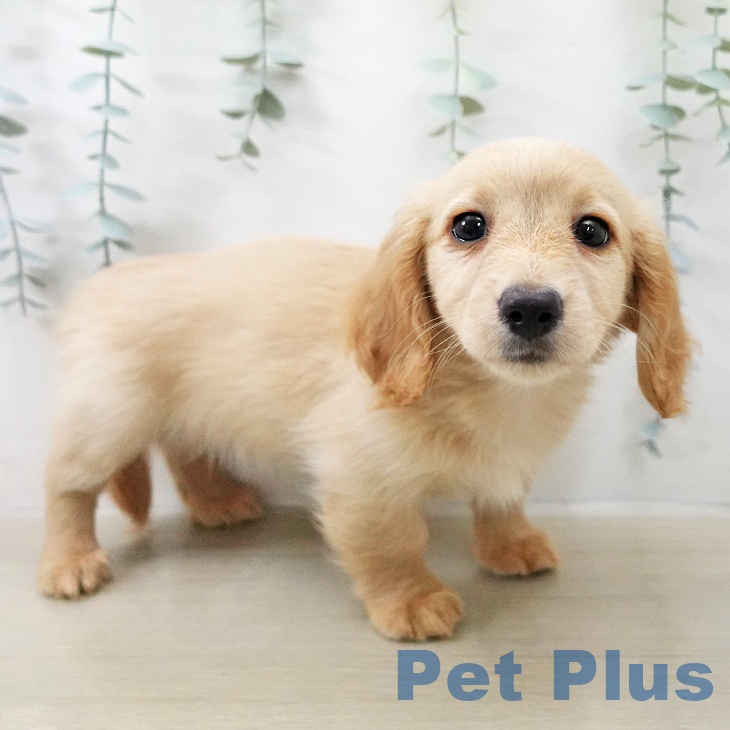 ミニチュア・ダックスフンドの写真2