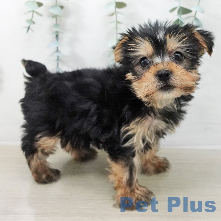 ヨークシャー・テリアの写真2