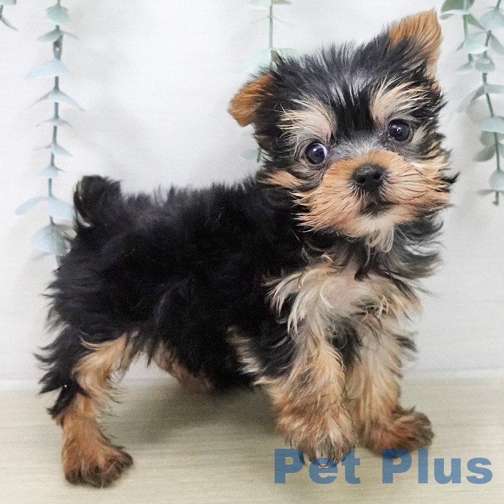 ヨークシャー・テリア