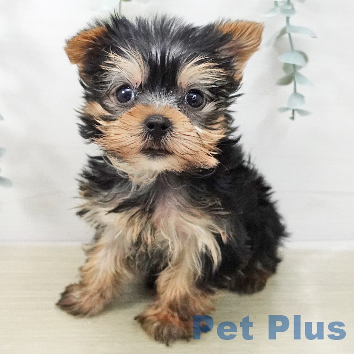 ヨークシャー・テリア