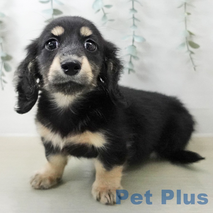 ミニチュア・ダックスフンド