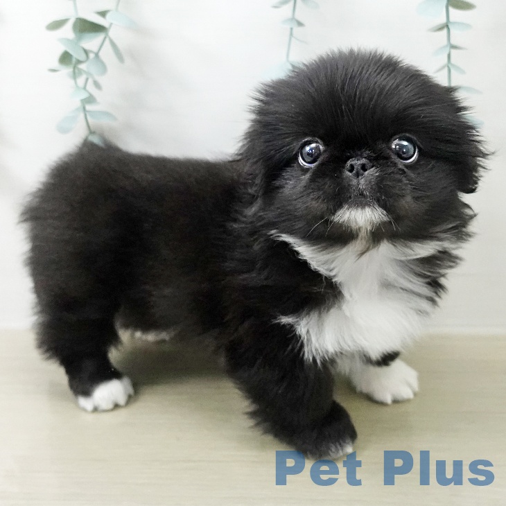 ペキニーズの写真2