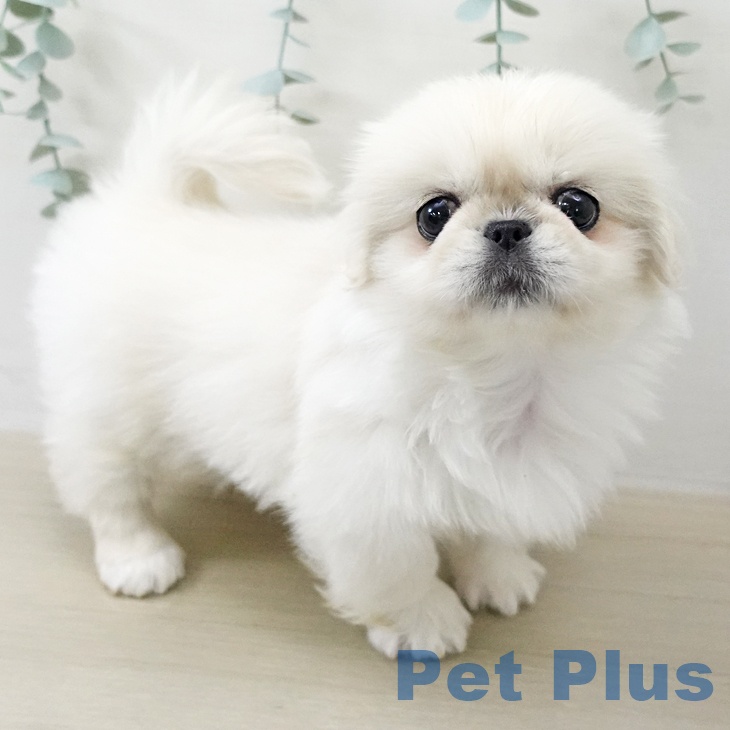 ペキニーズの写真2