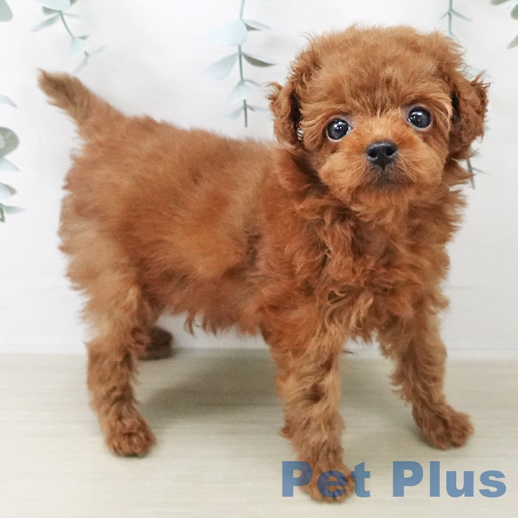 トイ・プードル