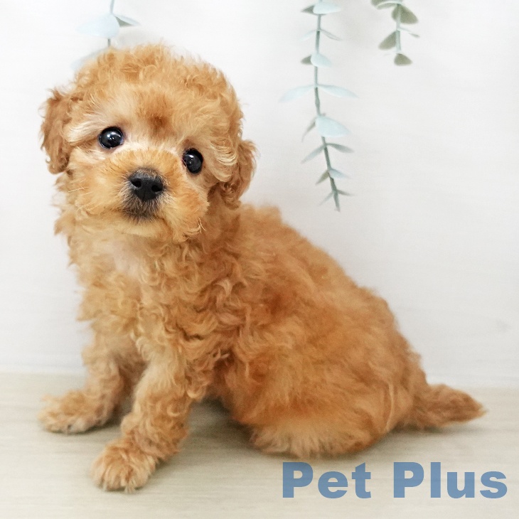 トイ・プードル