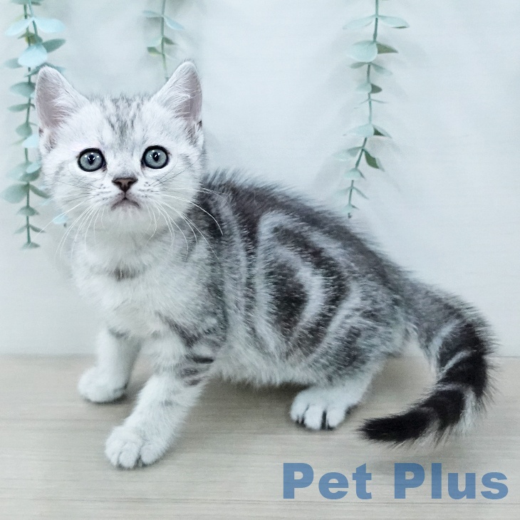 アメリカンショートヘア