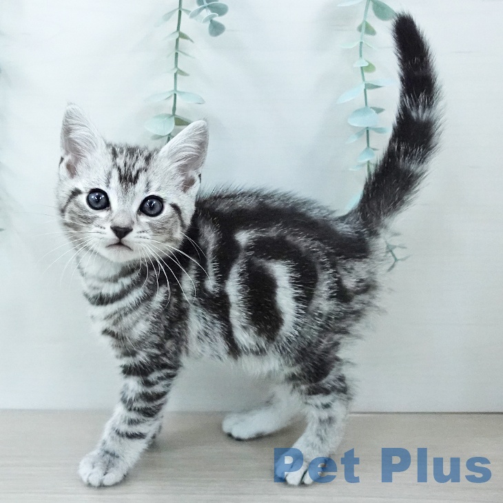 アメリカンショートヘアの写真2