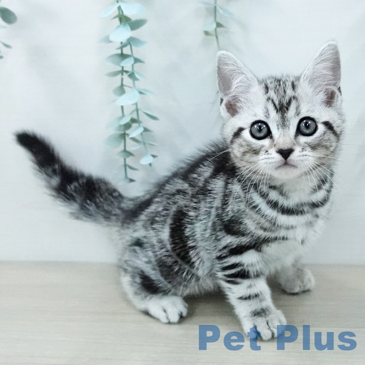 アメリカンショートヘア