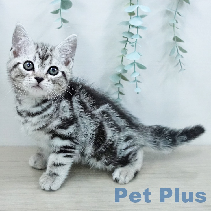 アメリカンショートヘア