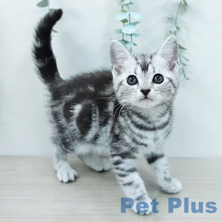 アメリカンショートヘア