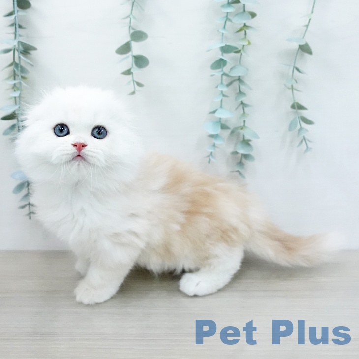 スコティッシュフォールド