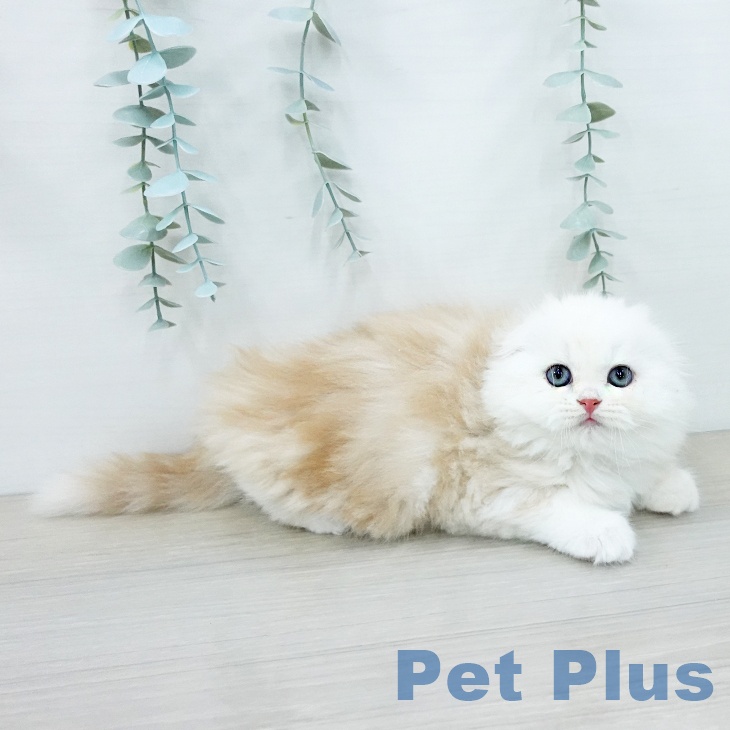 スコティッシュフォールド