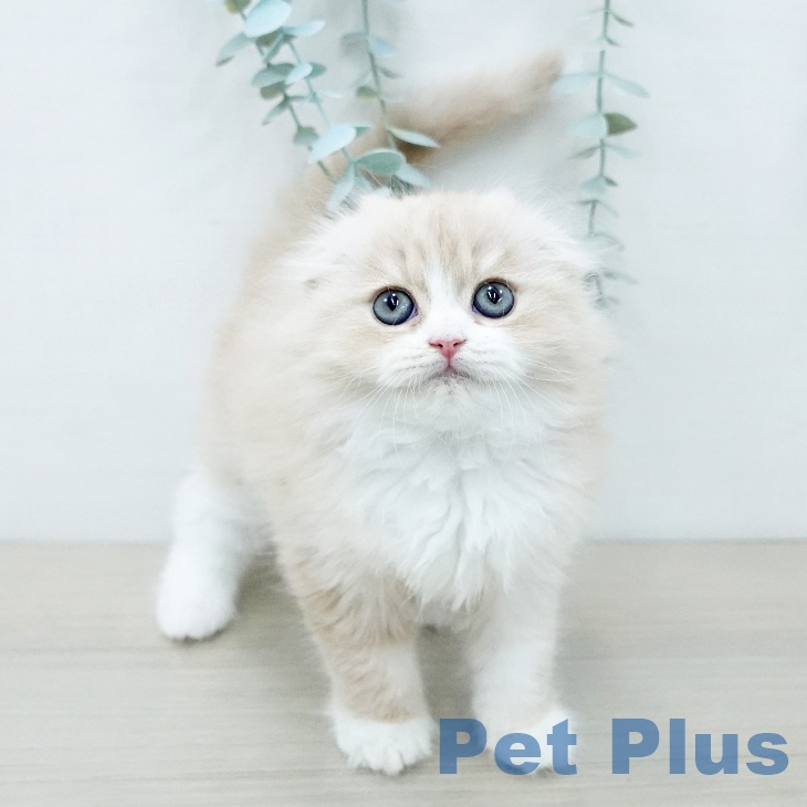 スコティッシュフォールド