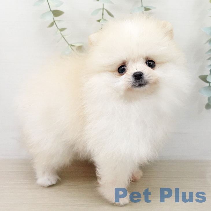 ポメラニアンの写真2