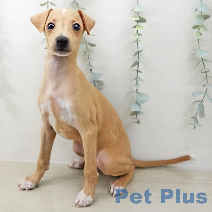 イタリアン・グレーハウンドの写真2