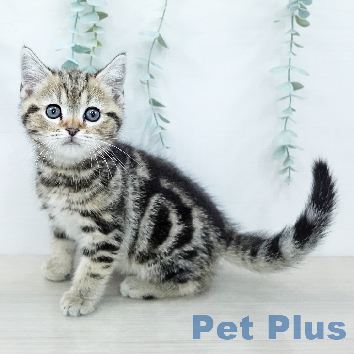 アメリカンショートヘア