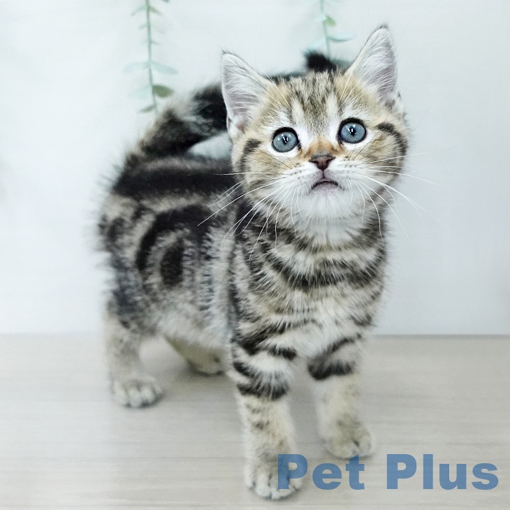 アメリカンショートヘア