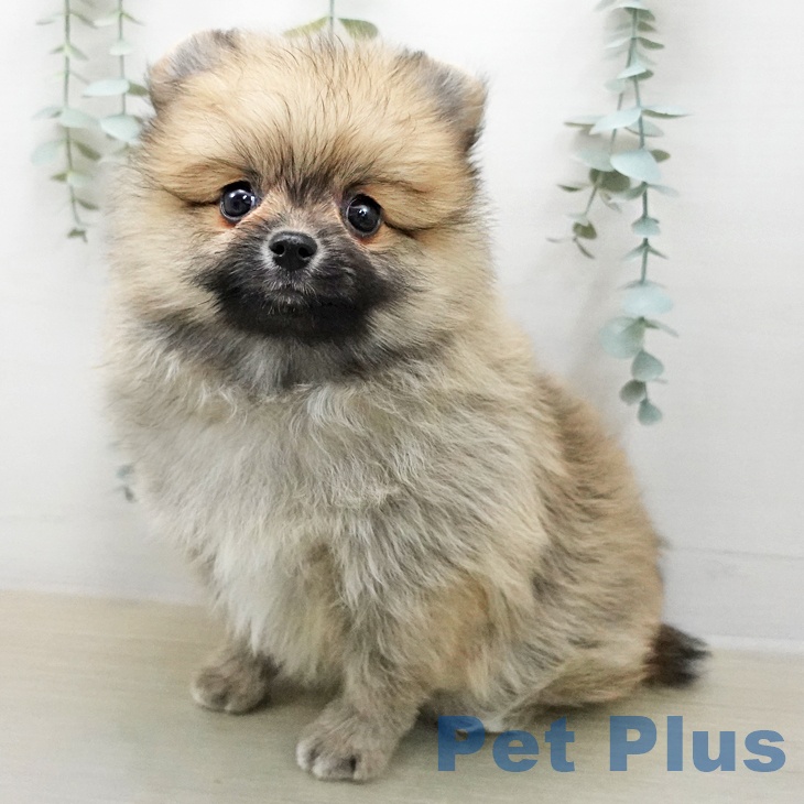 ポメラニアン