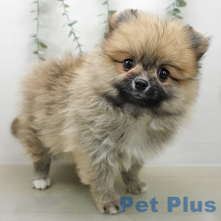 ポメラニアンの写真2