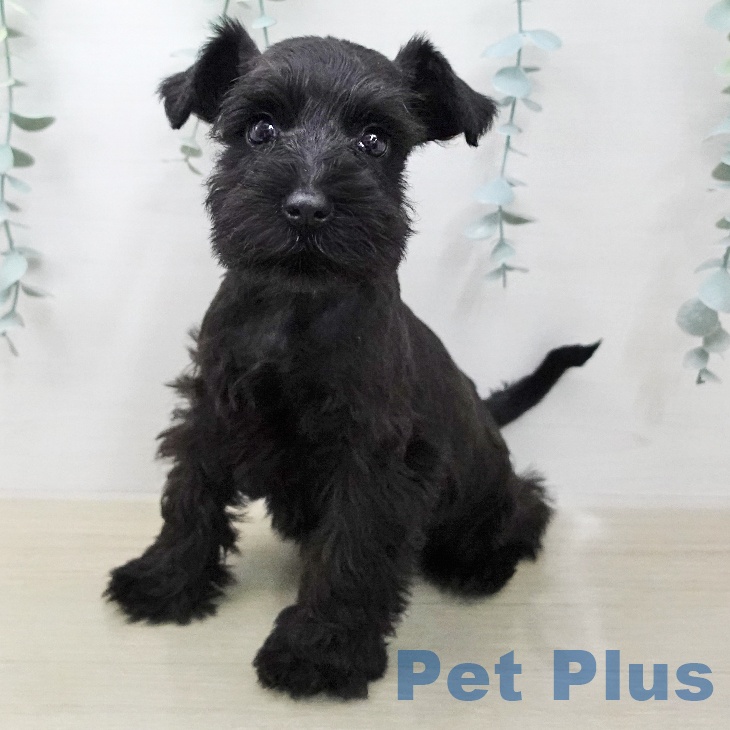 ミニチュア・シュナウザー