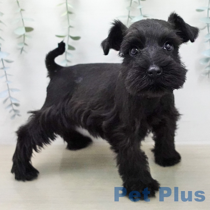 ミニチュア・シュナウザーの写真2