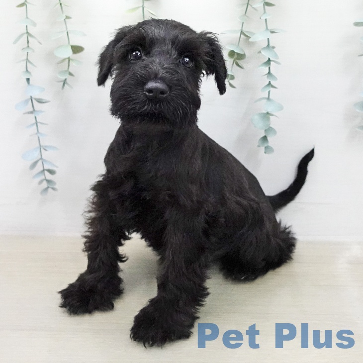 ミニチュア・シュナウザーの写真2