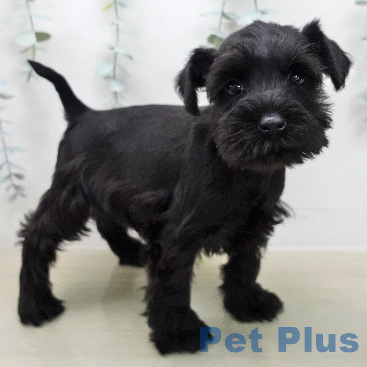 ミニチュア・シュナウザーの写真2