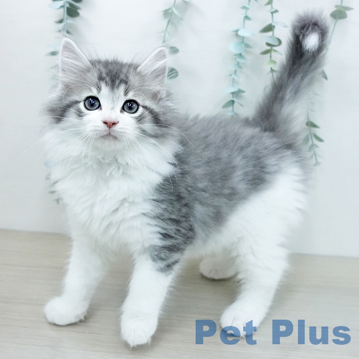 ノルウェージャンフォレストキャット