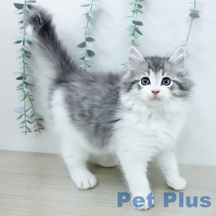 ノルウェージャンフォレストキャットの写真2