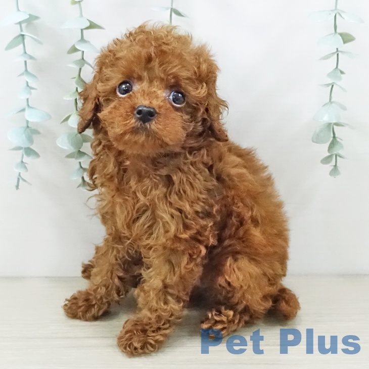 トイ・プードル