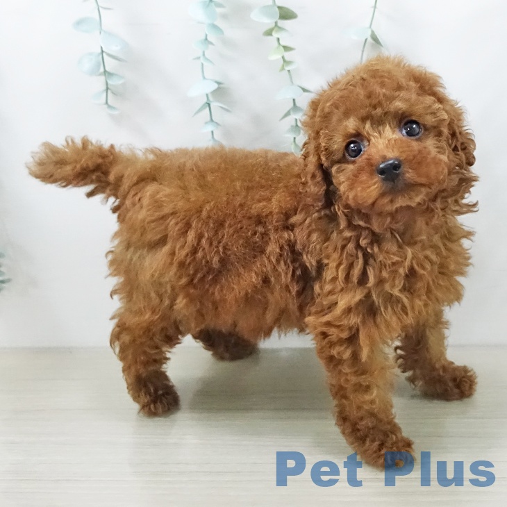 トイ・プードル