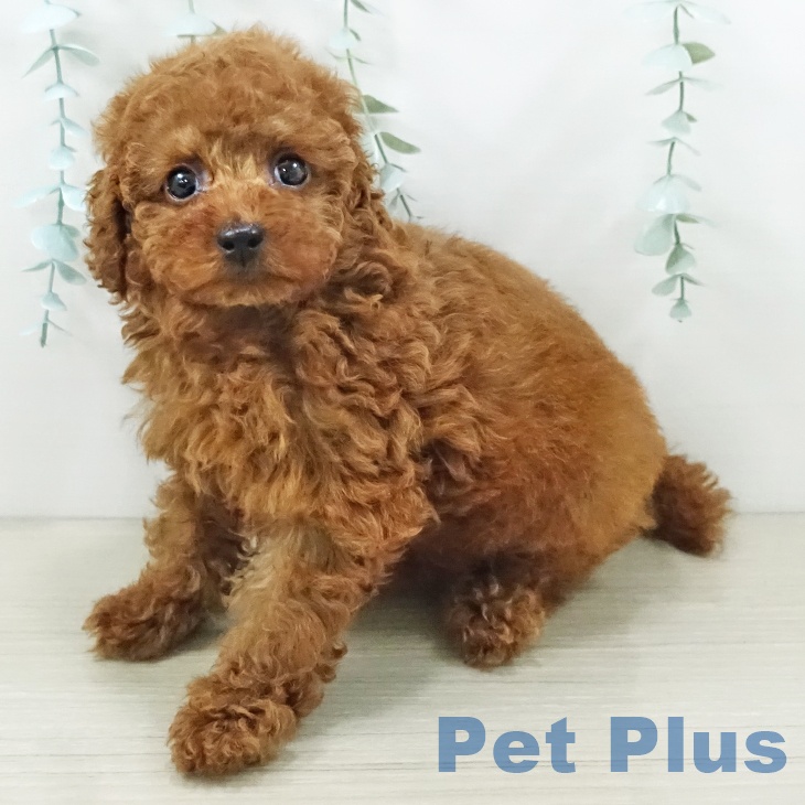 トイ・プードルの写真2