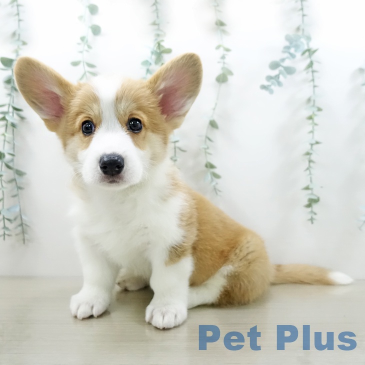 ウェルシュ・コーギー・ペンブローク