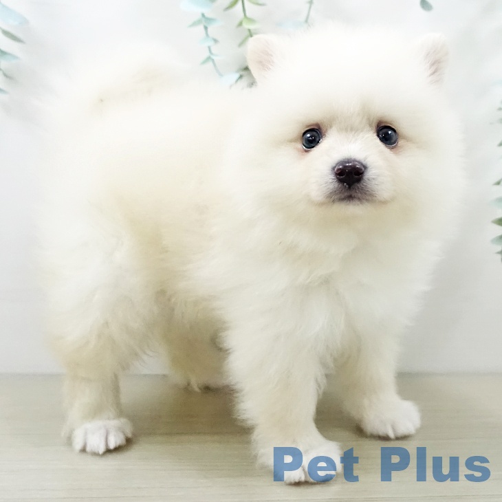 ポメラニアンの写真2